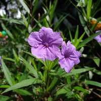 Dwarf Mexican Petunia – Compact Blue