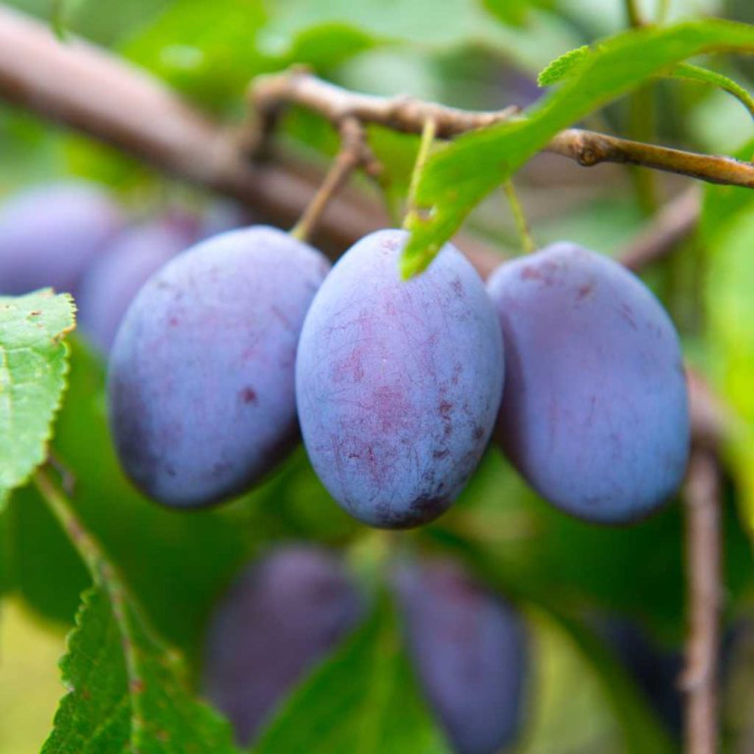 Blue Damson Plum Tree