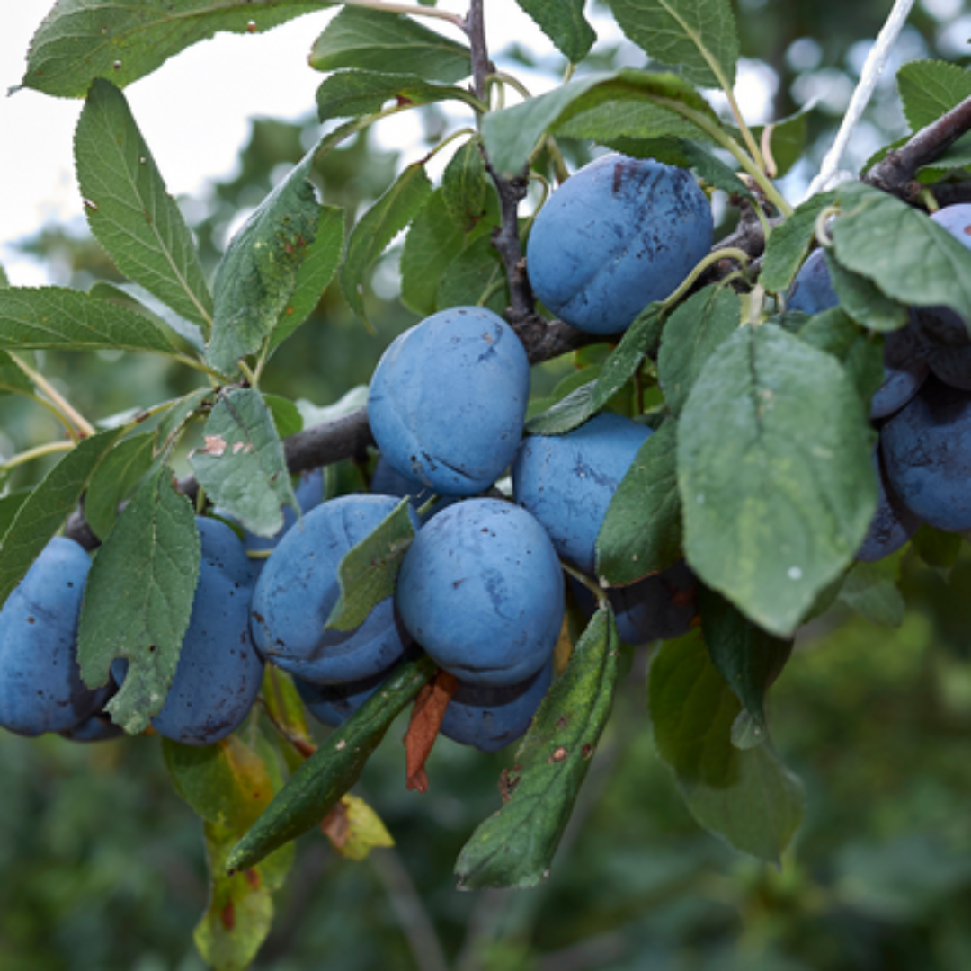 Blue Damson Plum Tree