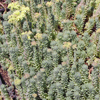 Sedum rupestre 'Blue Spruce' - [EG]