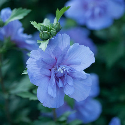 Close-up of Blue Chiffon flowers