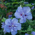 Blue Chiffon Rose of Sharon with blue flowers