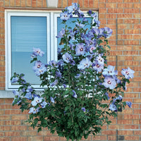 Garden-grown Azurri Blue Satin Hibiscus with large blue blossoms and upright stems.