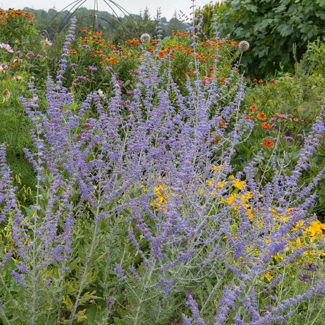 Perovskia atriplicifolia &