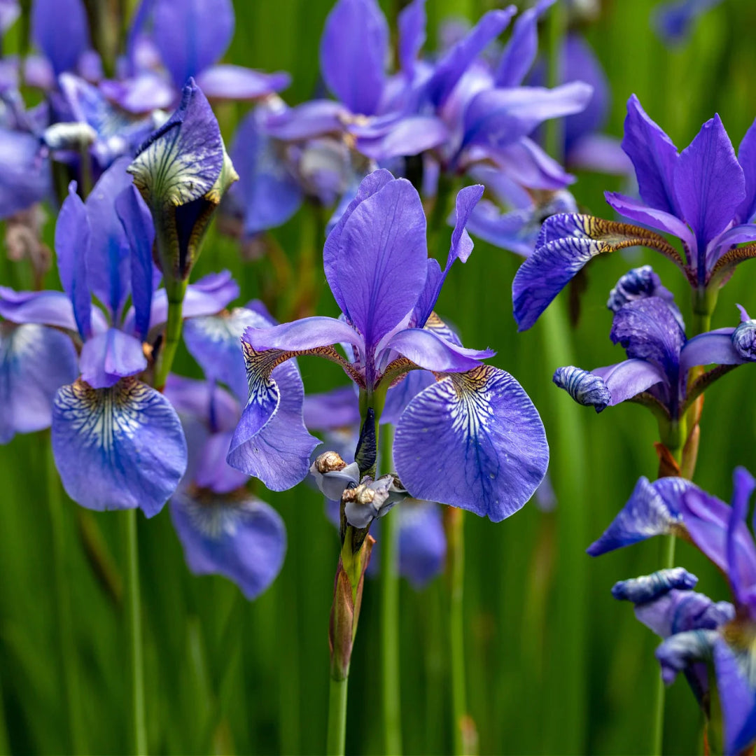 Blue Iris