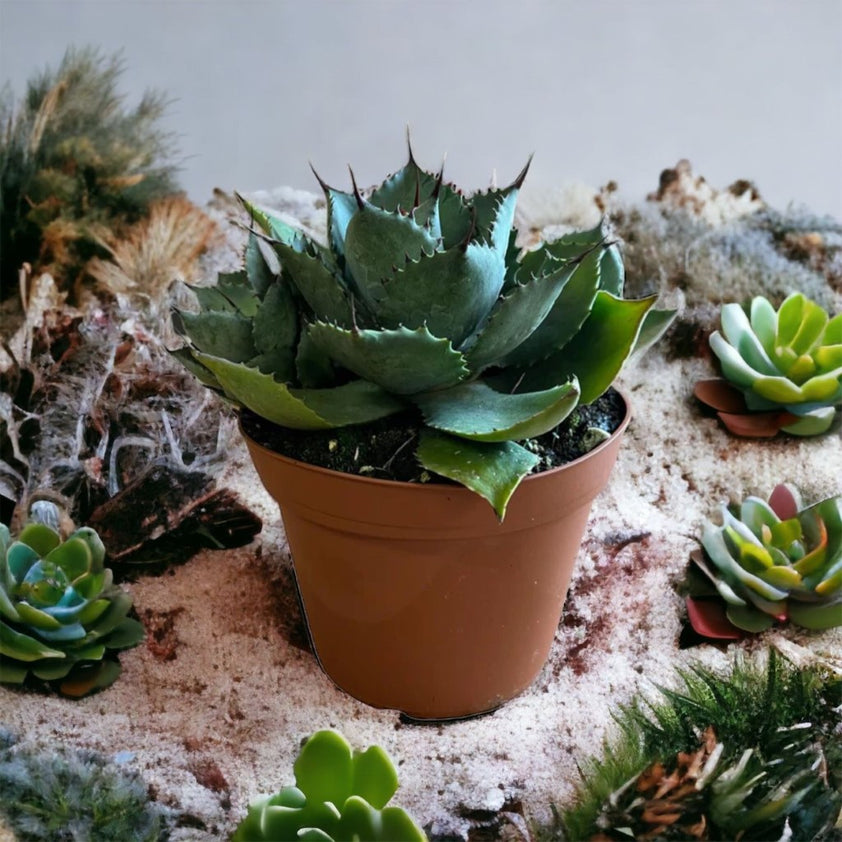 Buy Blue Agave Mini Plants & Trees Online Pixies Gardens