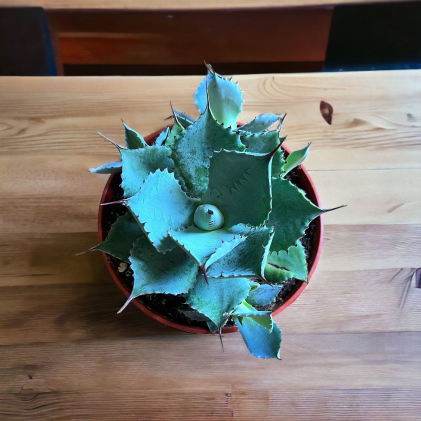 Buy Blue Agave Mini Plants & Trees Online Pixies Gardens