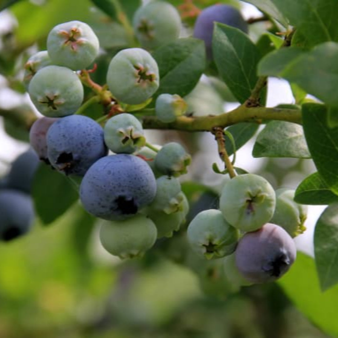 Meadowlark Blueberry Bush