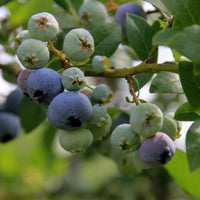 Ripe blueberries hanging in bunches on a vibrant green bush