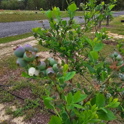Krewer Blueberry Bush