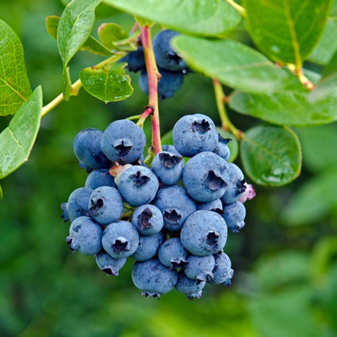 Delite Blueberry Bush
