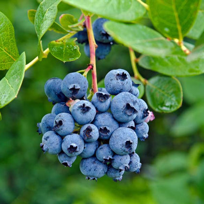 Delite Blueberry Bush