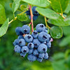 Blueberry