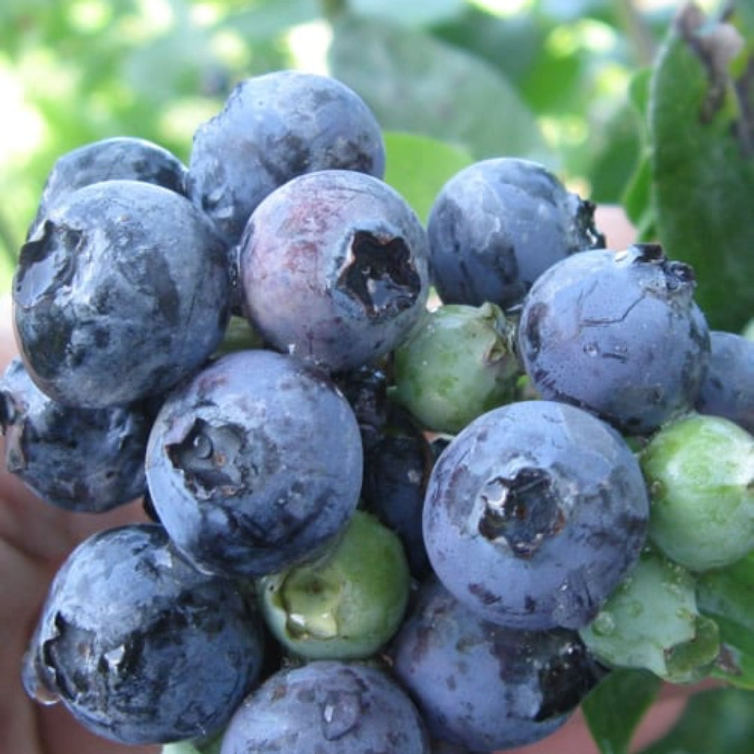 Krewer Blueberry Bush