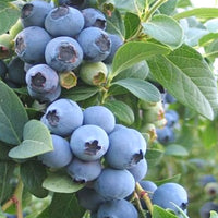 Ochlockonee blueberry plant producing large berries
