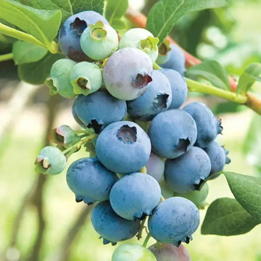 Alice Blue Rabbiteye Blueberry Shrub