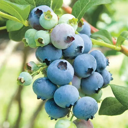Alice Blue Rabbiteye Blueberry Shrub