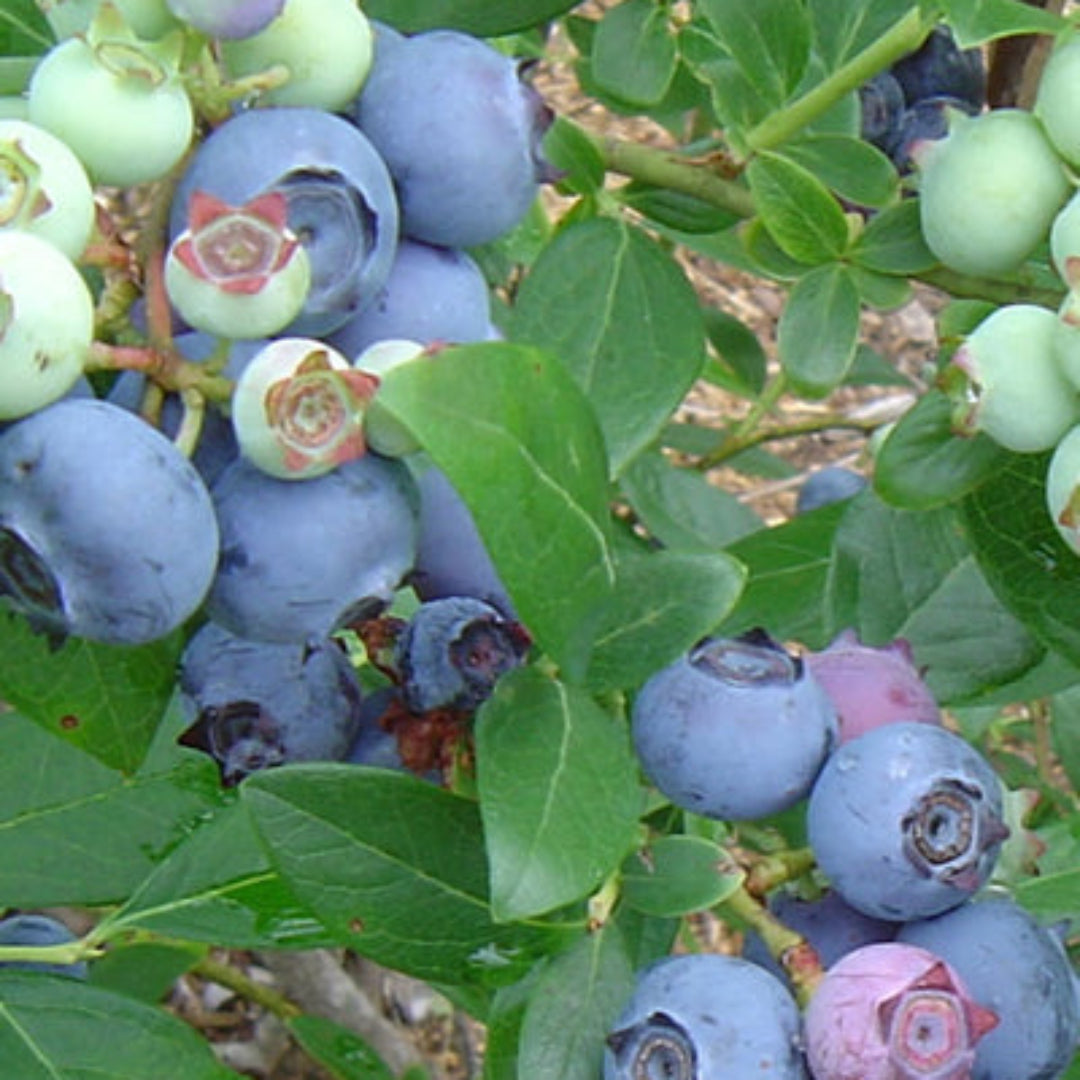 Suziblue- Southern Highbush Blueberry Bush