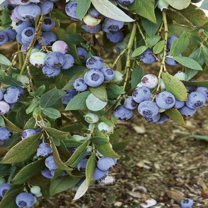 Suziblue- Southern Highbush Blueberry Bush