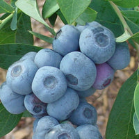 Home garden photo of Titan Blueberry shrub