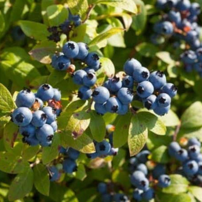 Blueberry Bush Variety Pack Combo