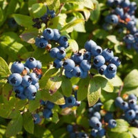 Blueberry Bush Variety Pack Combo for High Yields