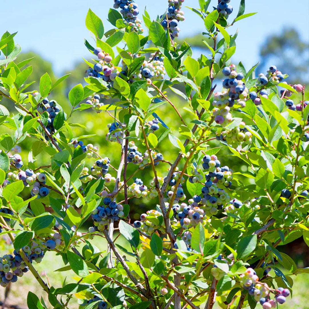 Downhome Harvest Hello Darlin Blueberry