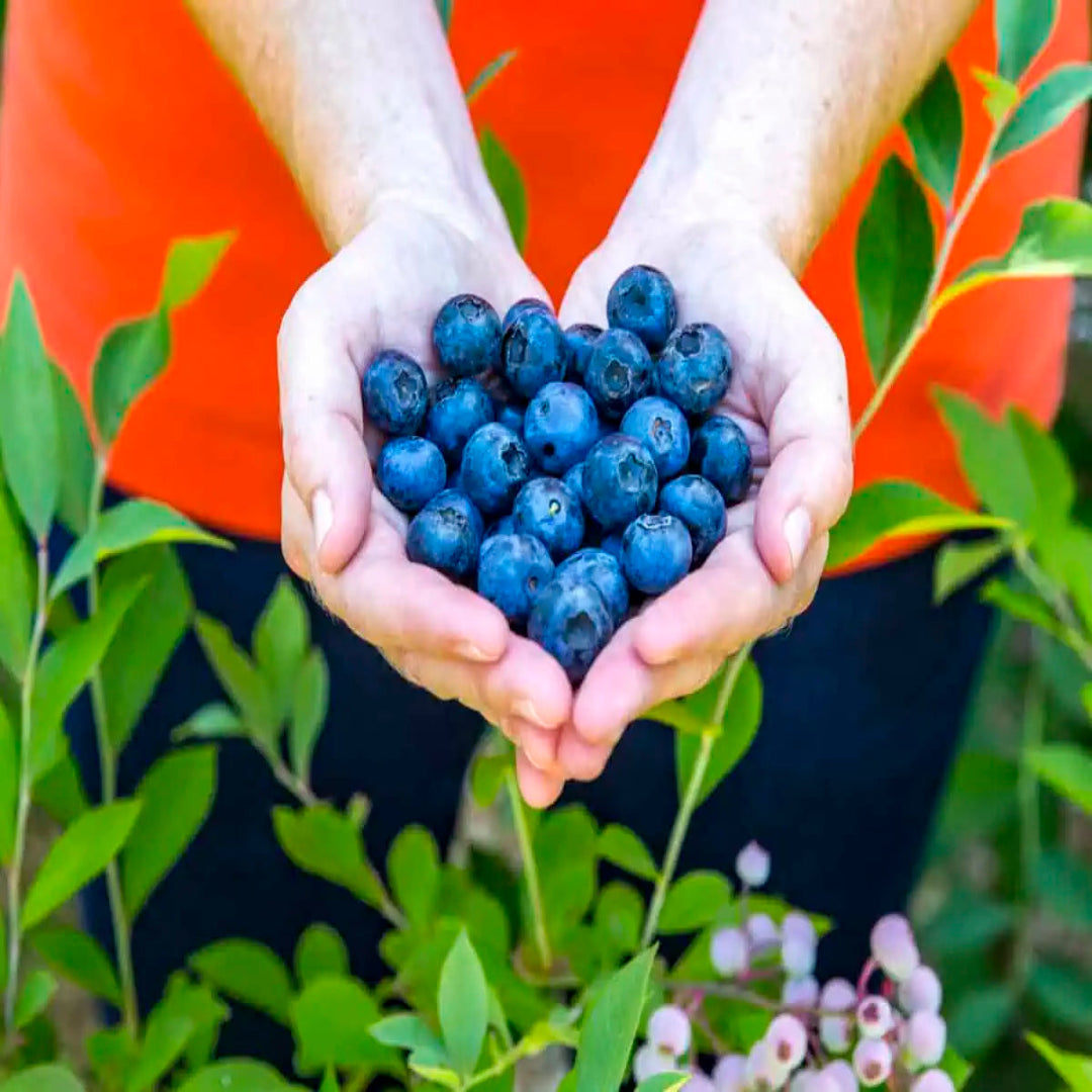 Bless Your Heart Blueberry Bush
