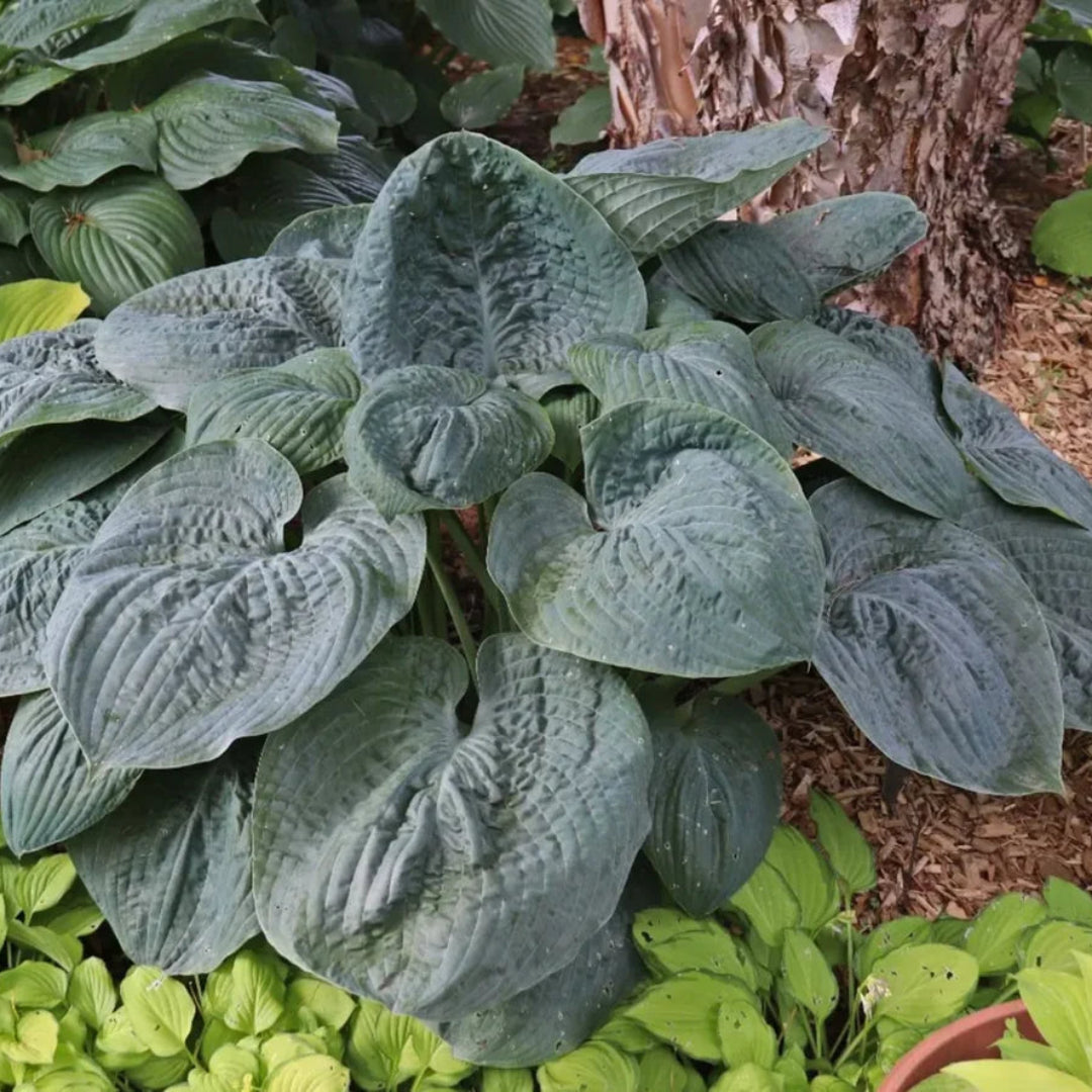Hosta Shadowland &