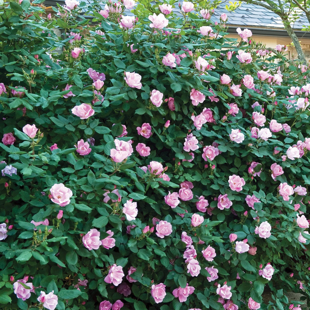 The Blushing Knock Out Rose