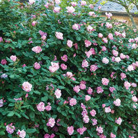 Light pink blooms brighten The Blushing Knock Out Rose