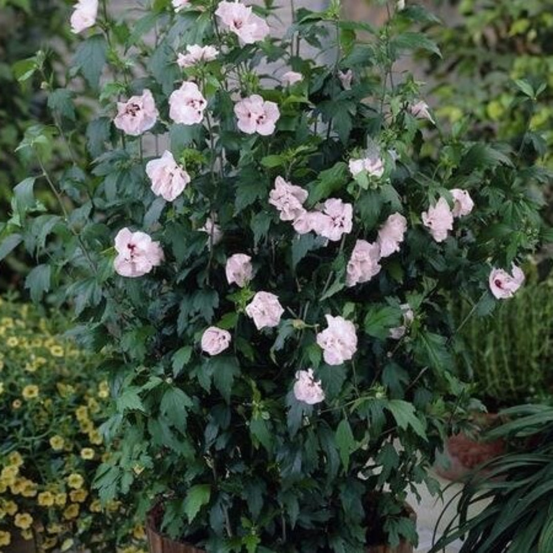 Blushing Bride Althea