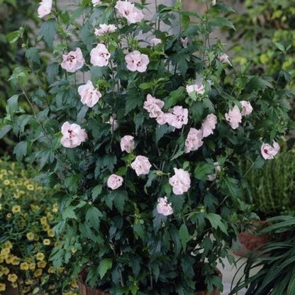 Blushing Bride Althea