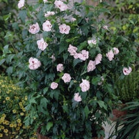 Healthy Blushing Bride Althea shrub with large summer blooms
