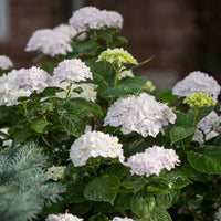 Endless Summer Blushing Bride Hydrangea in Full Flowering Stage
