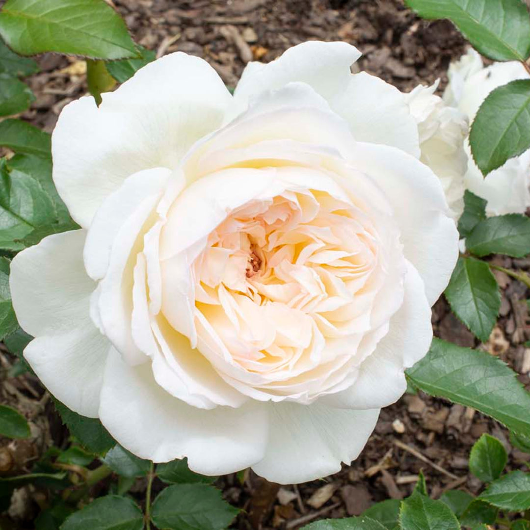 Rosa ‘Meidelweis’ Bolero Floribunda Rose