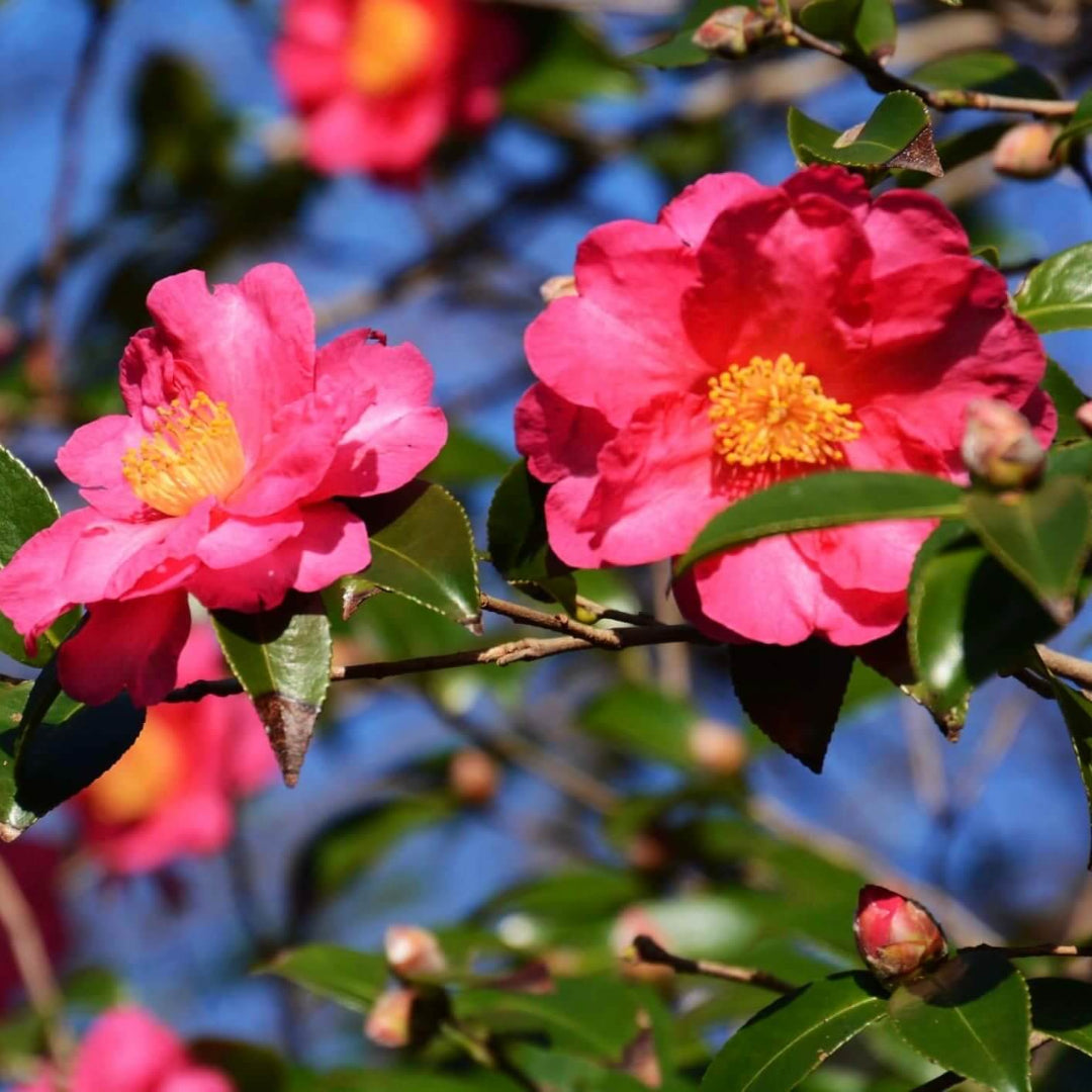 Autumn Sun Camellia Sasanqua