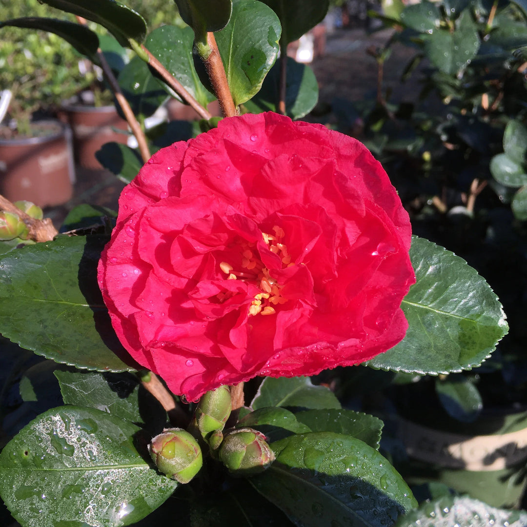 Camellia sasanqua &