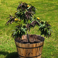 Mandarin Bonfire Patio Peach Tree