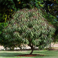 Mandarin Bonfire Patio Peach Tree