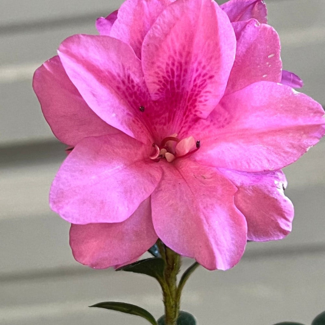 Bonsai Empress encore Azalea (Live Plant)