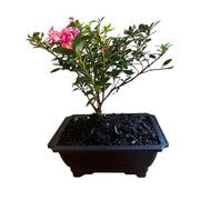 Bonsai Empress encore Azalea (Live Plant)