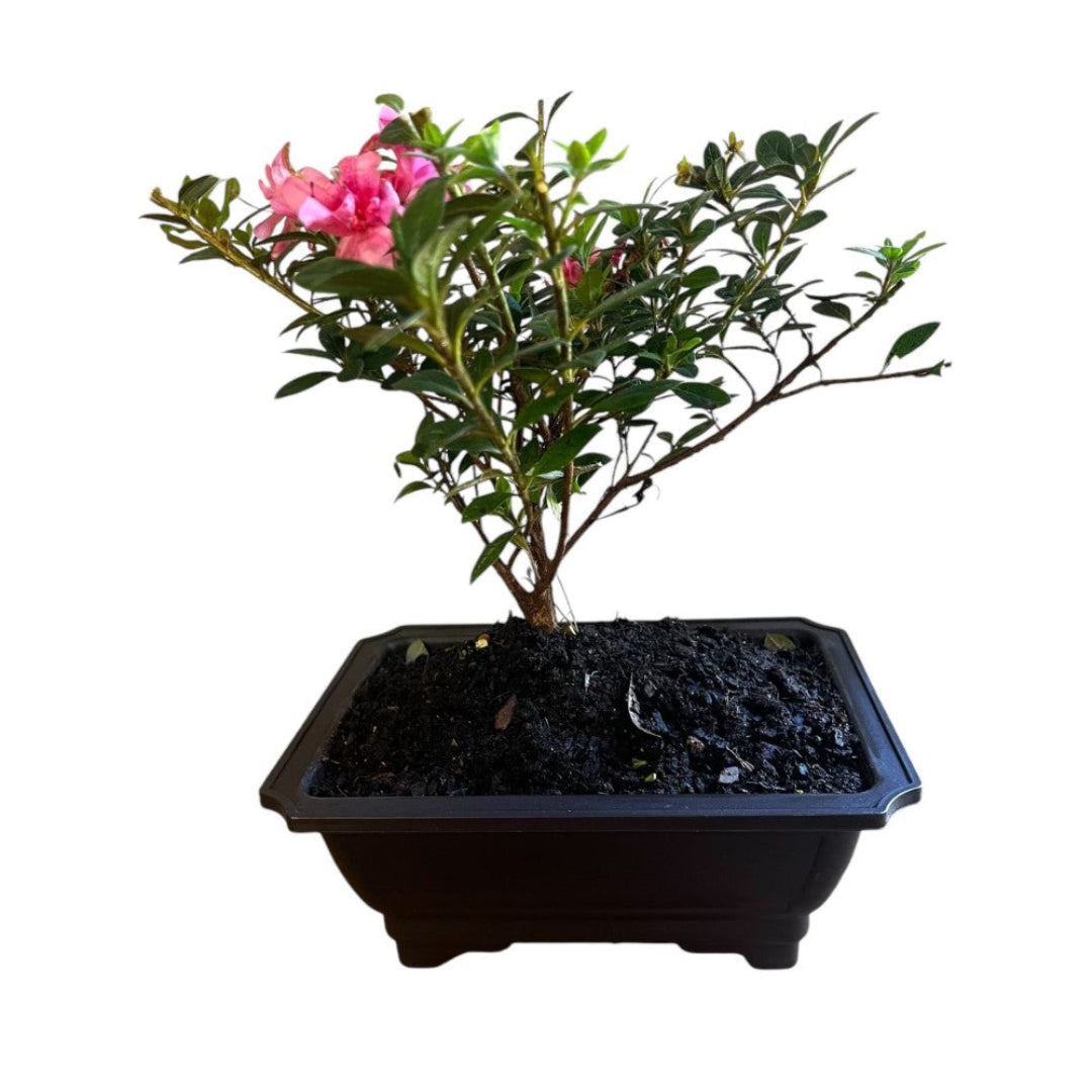 Bonsai Empress encore Azalea (Live Plant)