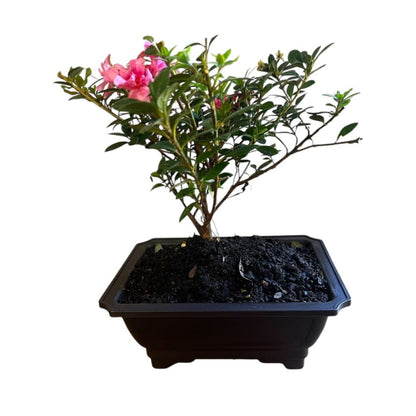 Bonsai Empress encore Azalea (Live Plant)
