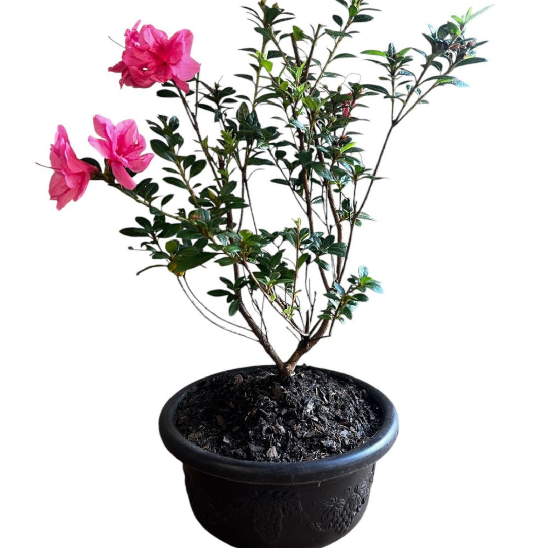 Bonsai Empress encore Azalea (Live Plant)