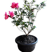 Bonsai Empress encore Azalea (Live Plant)