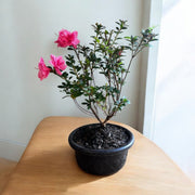 Bonsai Empress encore Azalea (Live Plant)