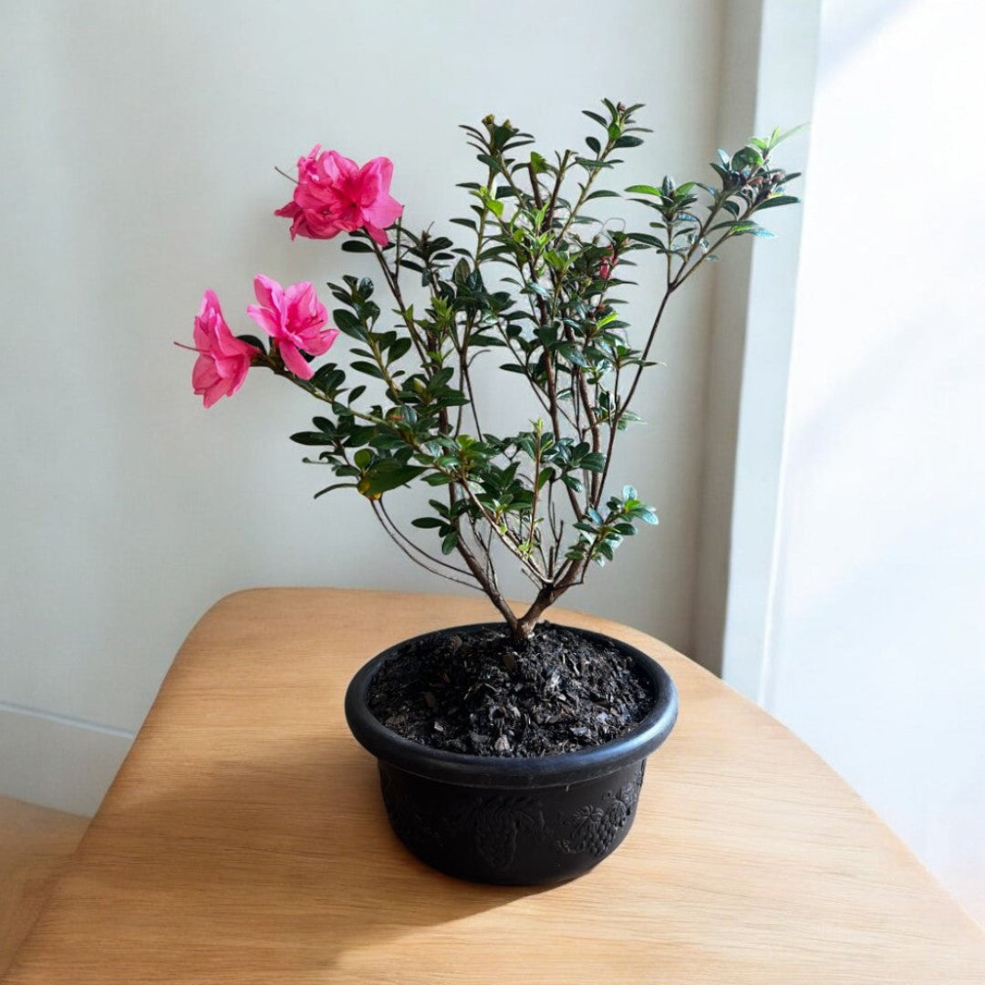 Bonsai Empress encore Azalea (Live Plant)