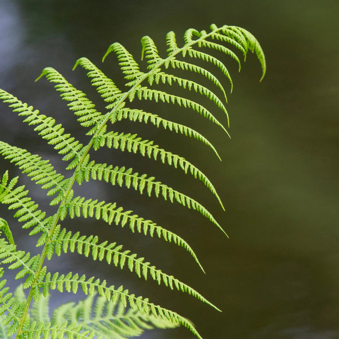 Broad, Dark Green Glossy Fronds, Grows In An Outward, Spreading, Vase
