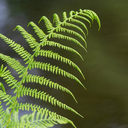 Broad, Dark Green Glossy Fronds, Grows In An Outward, Spreading, Vase